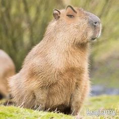 Capybara 2